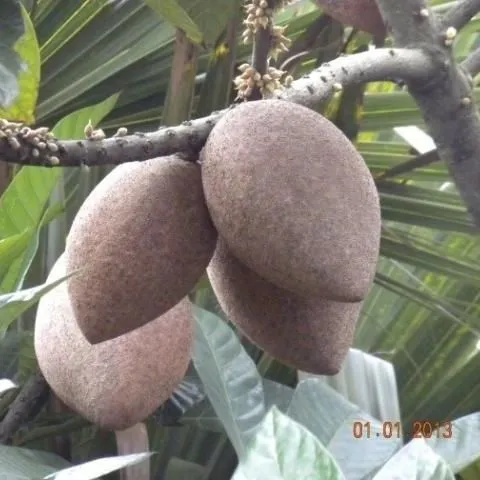 thumbnail for publication: Cost and Return Estimates of a Mamey Sapote Grove in South Florida, 2017